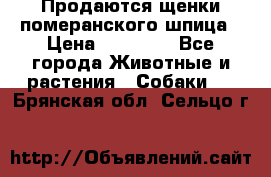 Продаются щенки померанского шпица › Цена ­ 45 000 - Все города Животные и растения » Собаки   . Брянская обл.,Сельцо г.